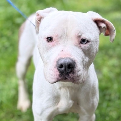 Kennel#32(Auto)'s preview photo