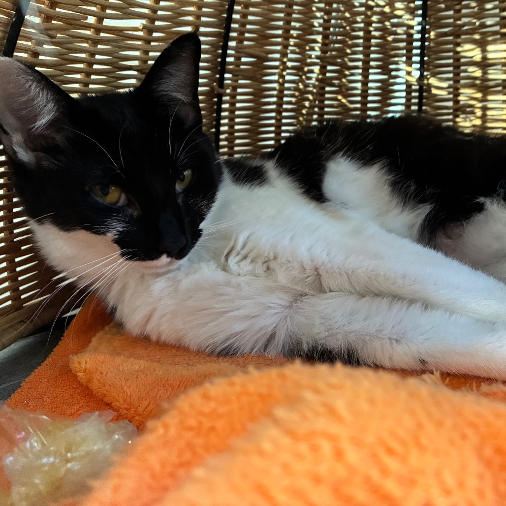 Pippa, photo 6