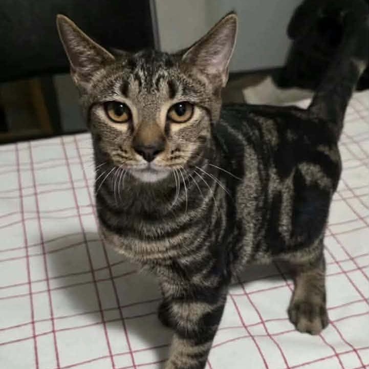GRAHAM - Domestic Shorthair available for adoption