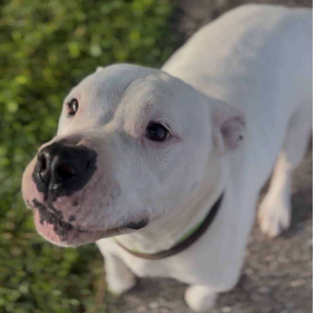 Hank