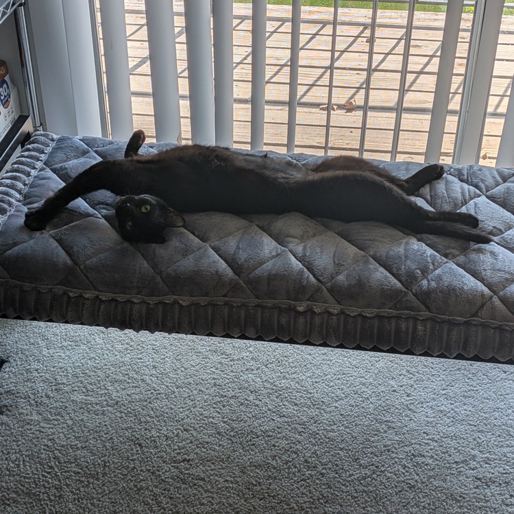 Penny