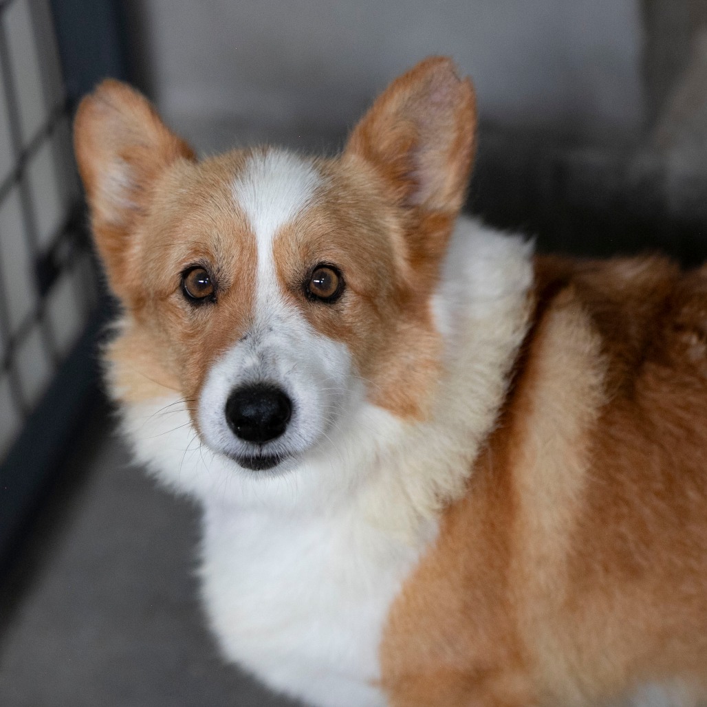 CHAI (AG26-286) - Corgi / Pembroke Welsh available for adoption