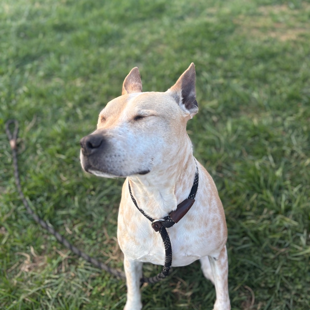 Chewy, photo 8