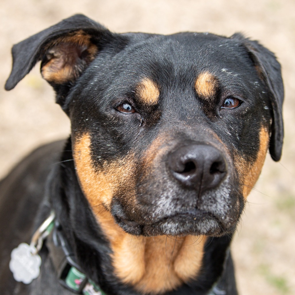 Mixed Breed