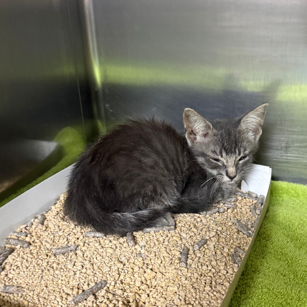 CETUS - Domestic Shorthair available for adoption