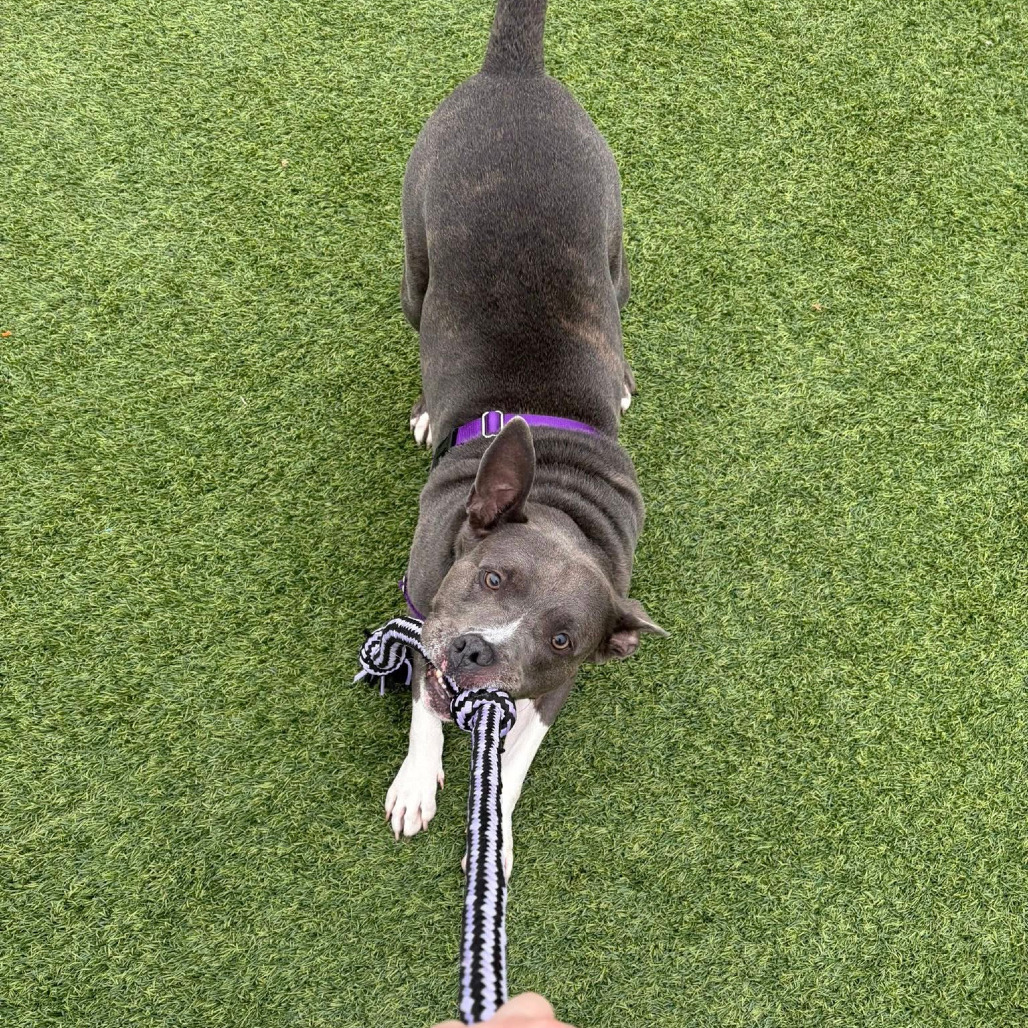 Photo of King Beetle 39