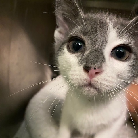 KOBOCHA - Domestic Shorthair available for adoption