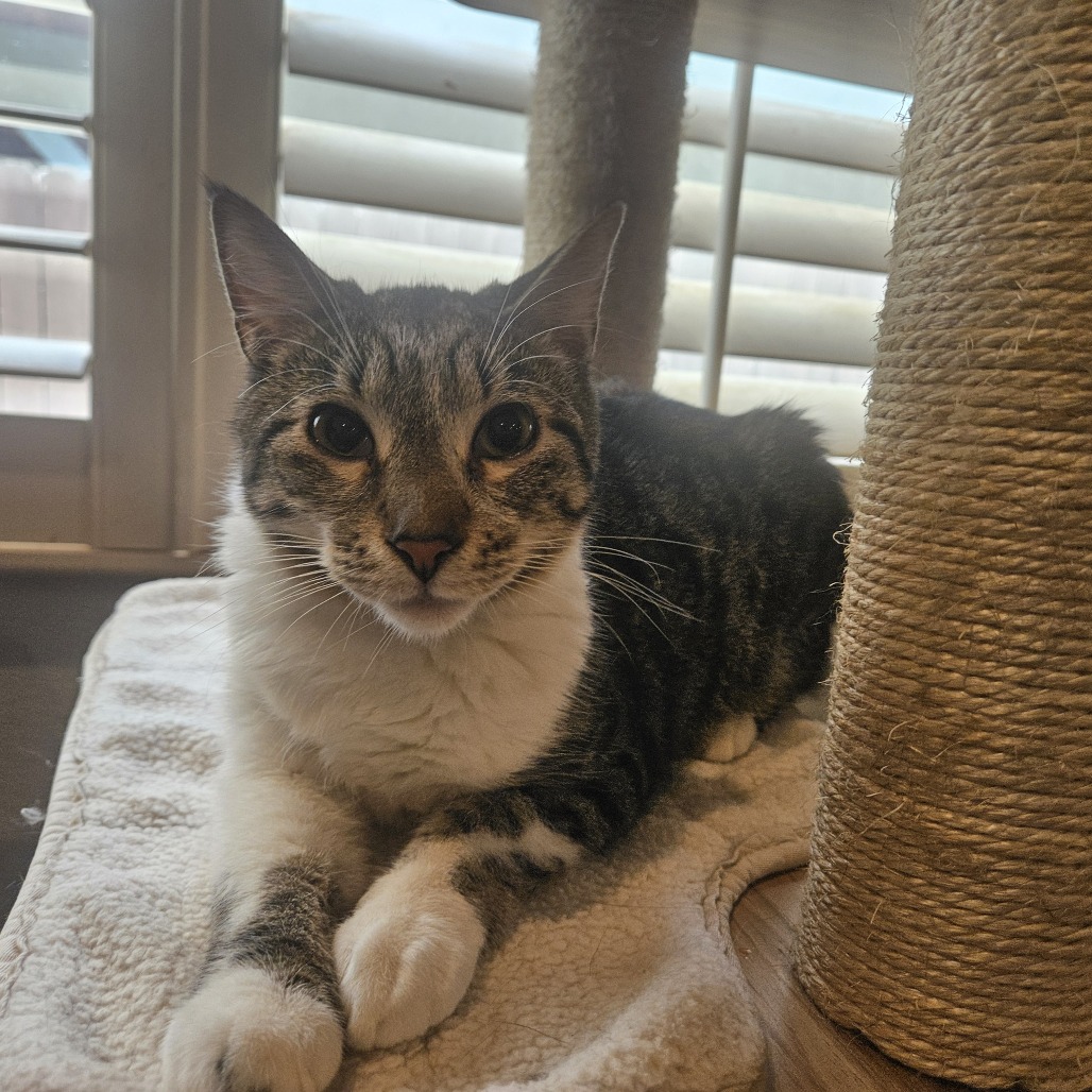Stripe, photo 8