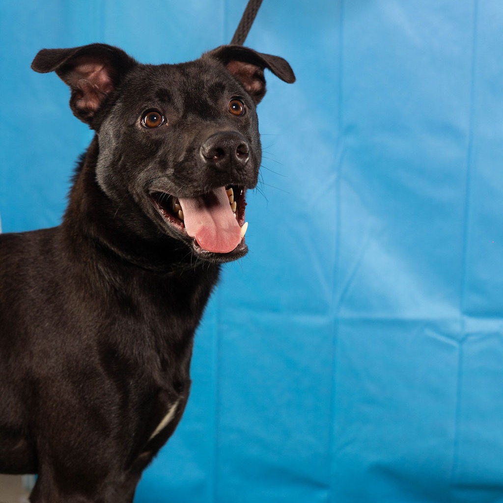 Reese, available for adoption at PVAS