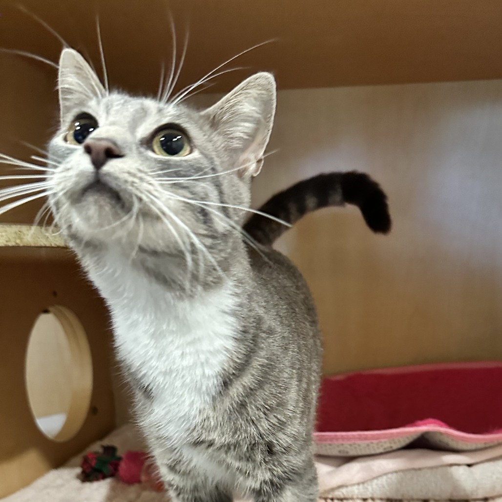 JINX - Domestic Shorthair available for adoption