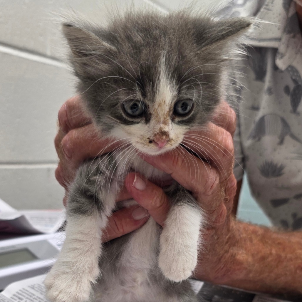 BO PEEP - Domestic Medium Hair available for adoption