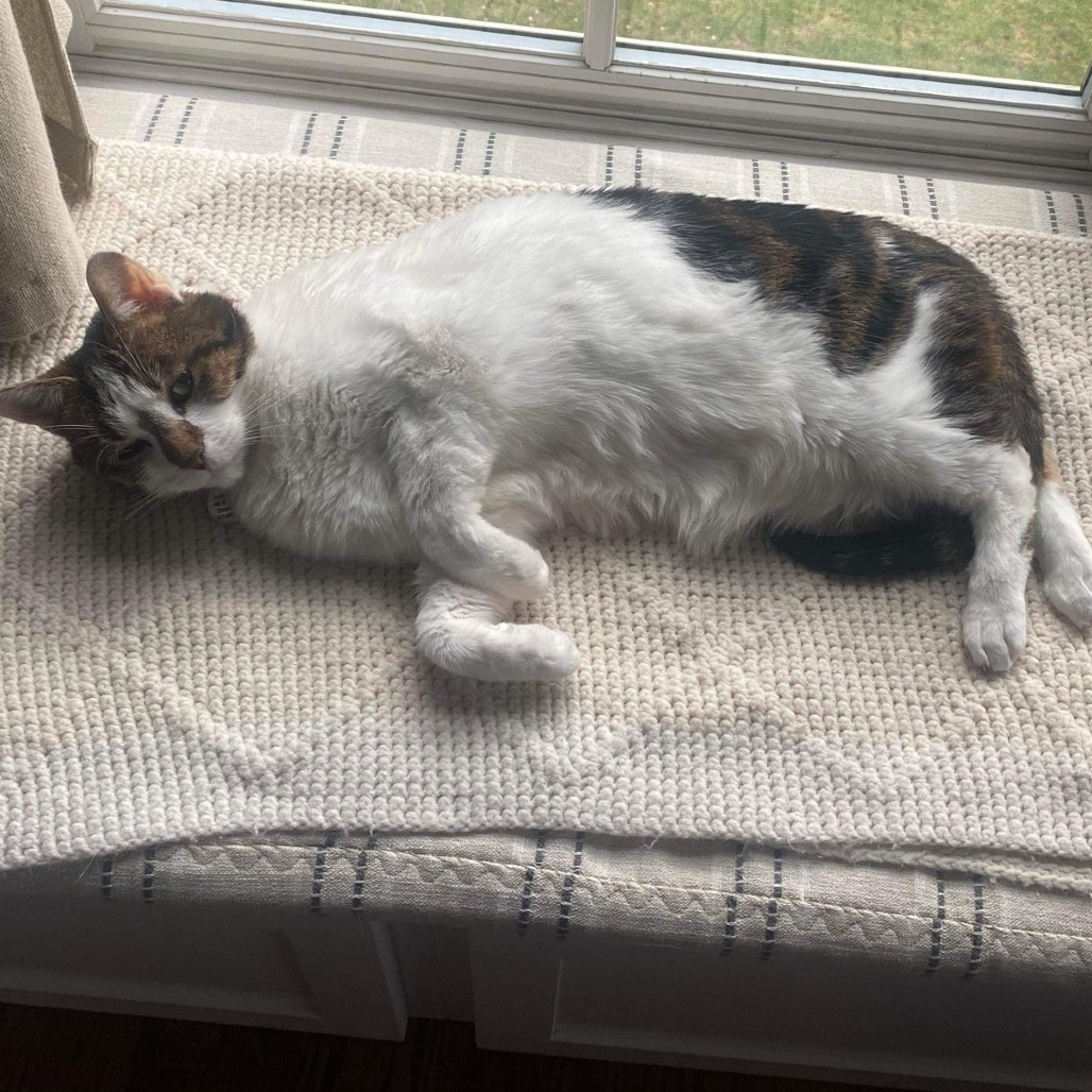 Lulu, an adoptable cat