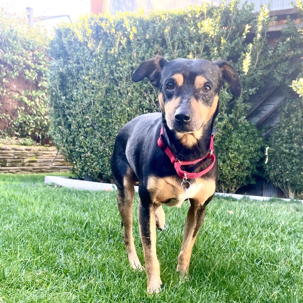 Stanley — thumbnail 4