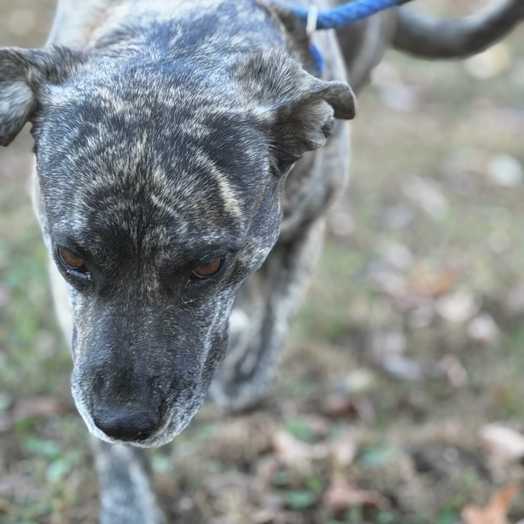 Daisy Duke (Formerly Phoebe), photo 21