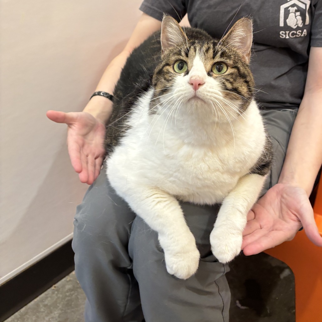 BAXTER - Domestic Shorthair available for adoption