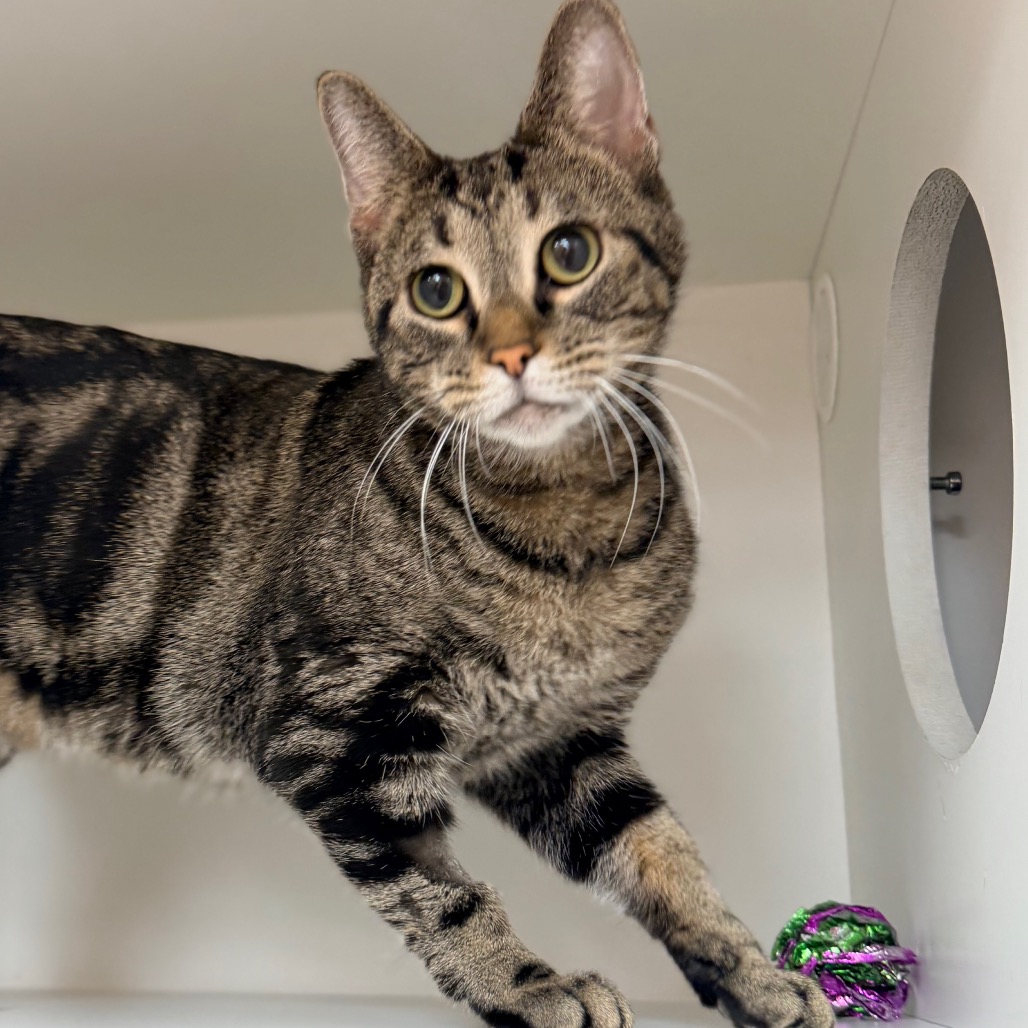 Shakira — thumbnail 4