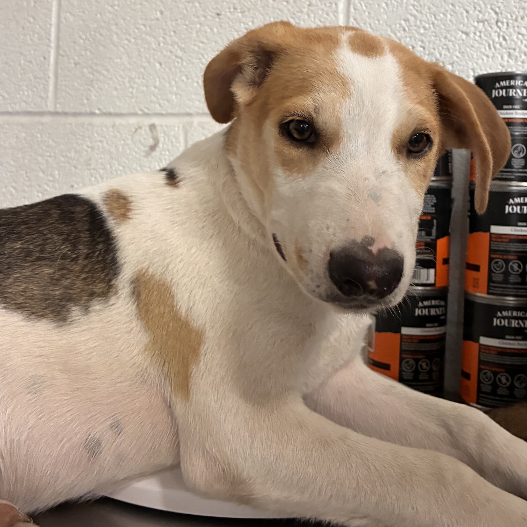 COLE - Shepherd available for adoption