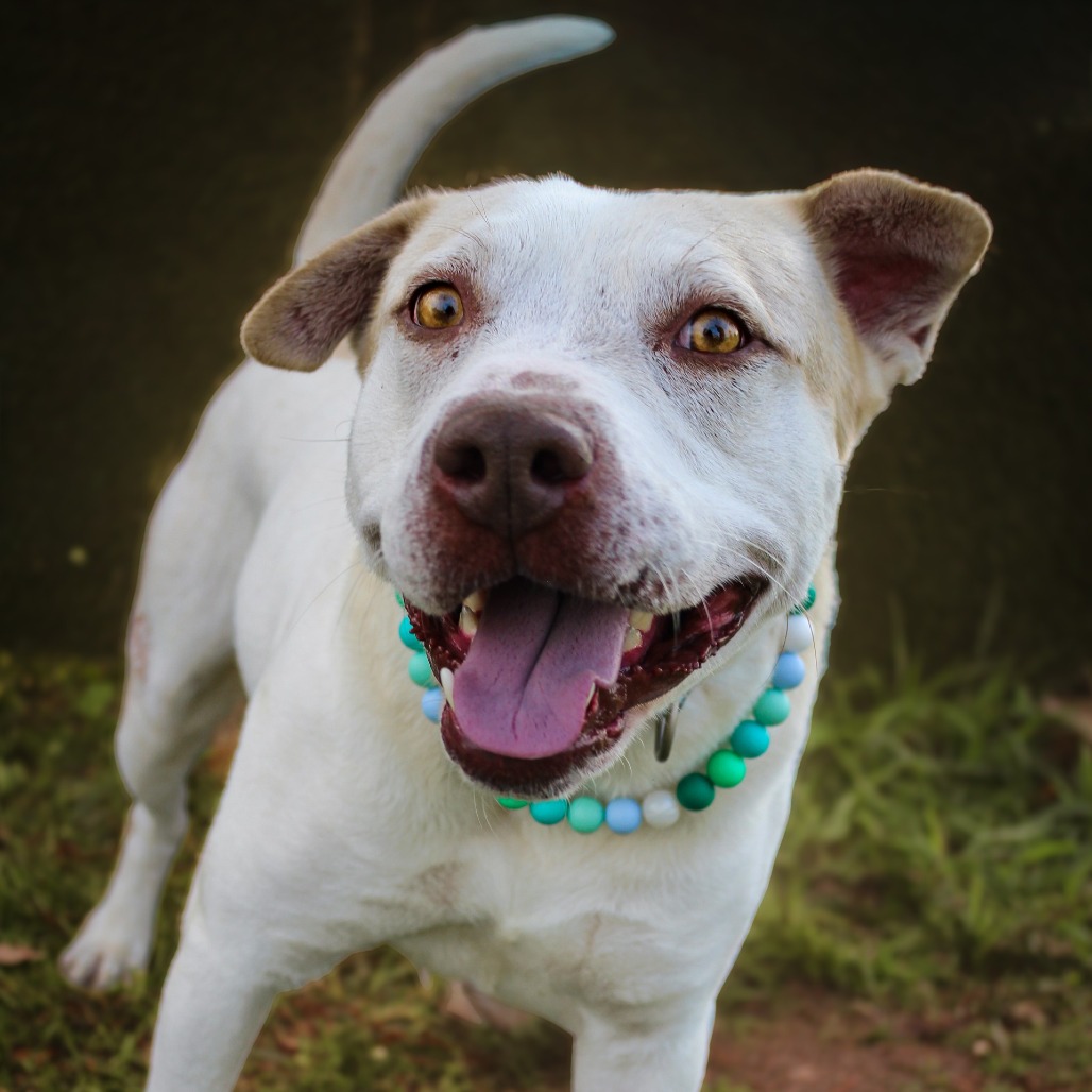 Shadow, an adoptable dog at SPCA-BC