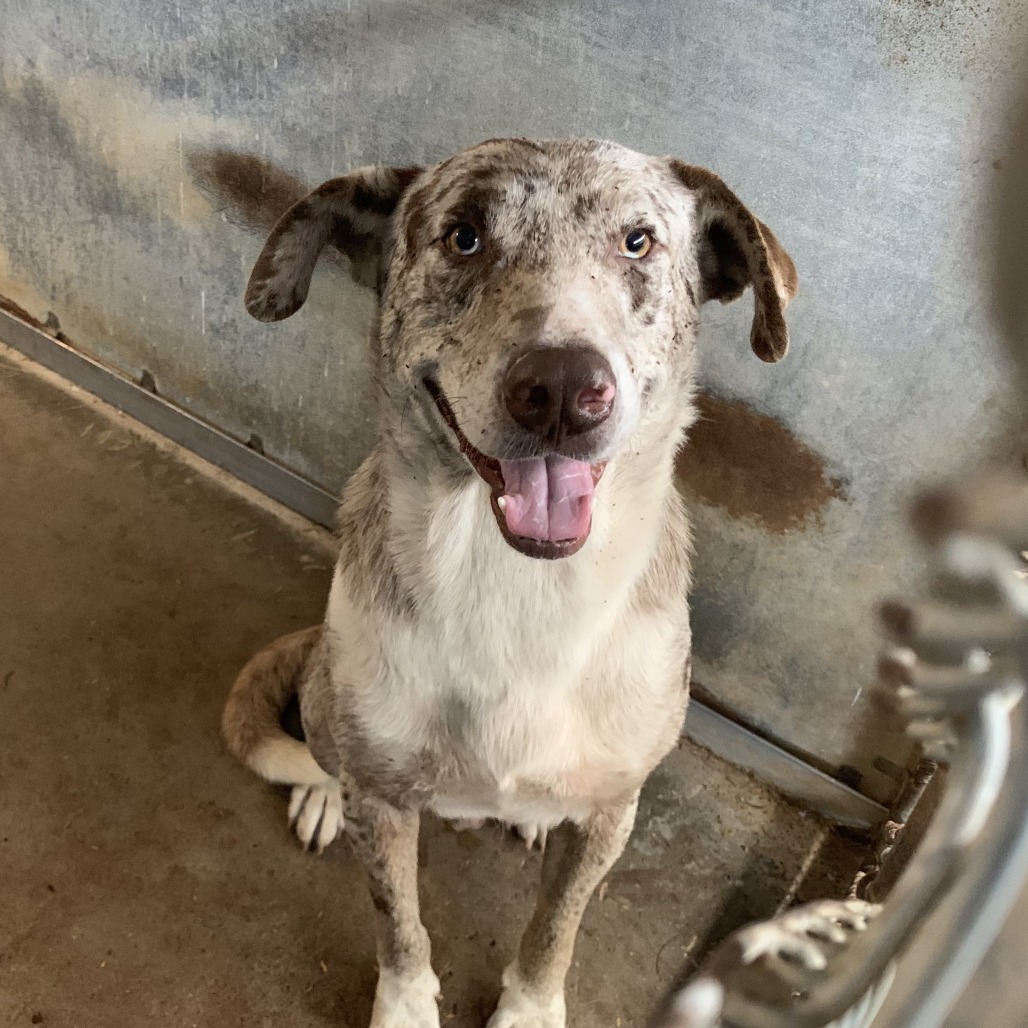 Lil Smokey, available for adoption at PVAS