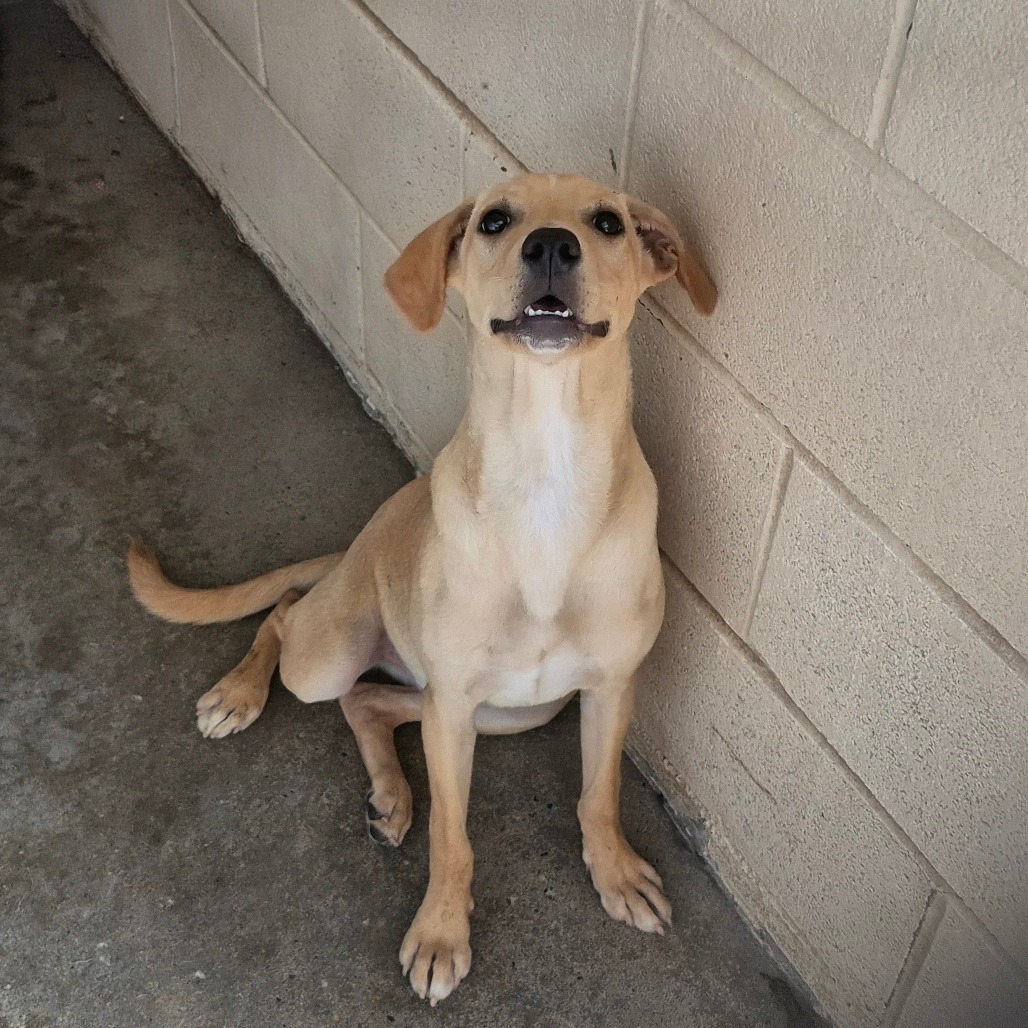 Etta , available for adoption at PVAS