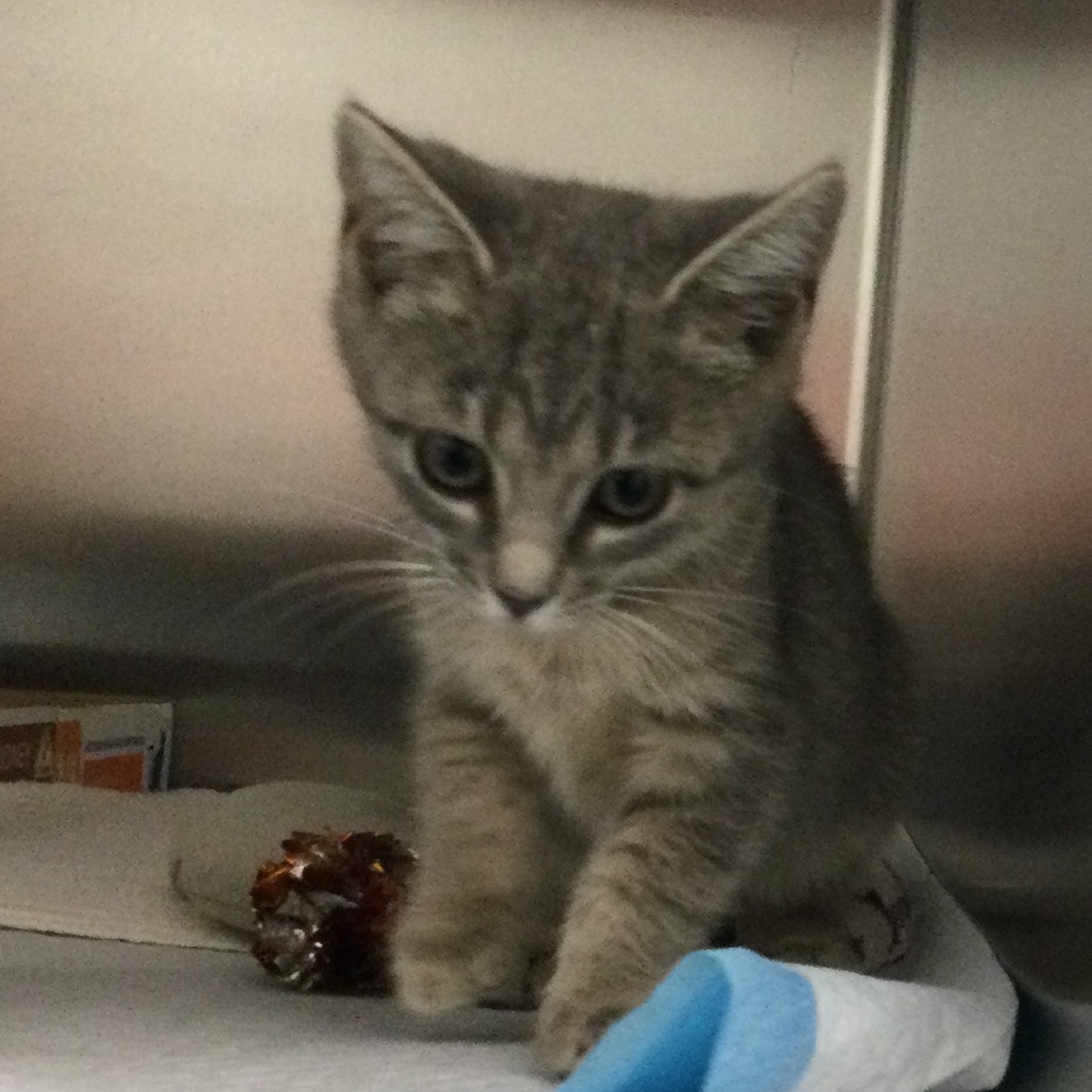LAVERNE - Domestic Shorthair available for adoption