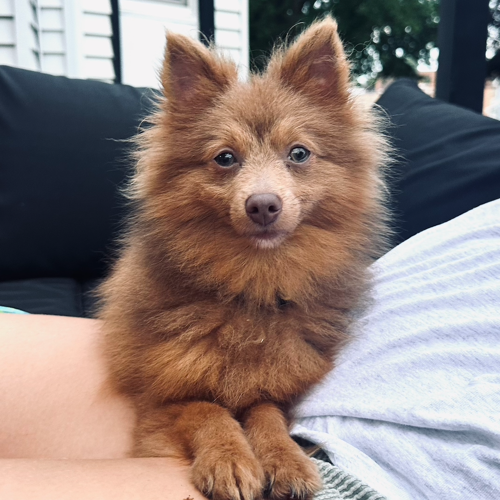 Copper, adopted