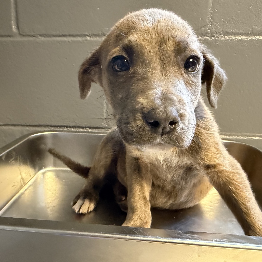 Tusc Stray 83964 2 3 4 5