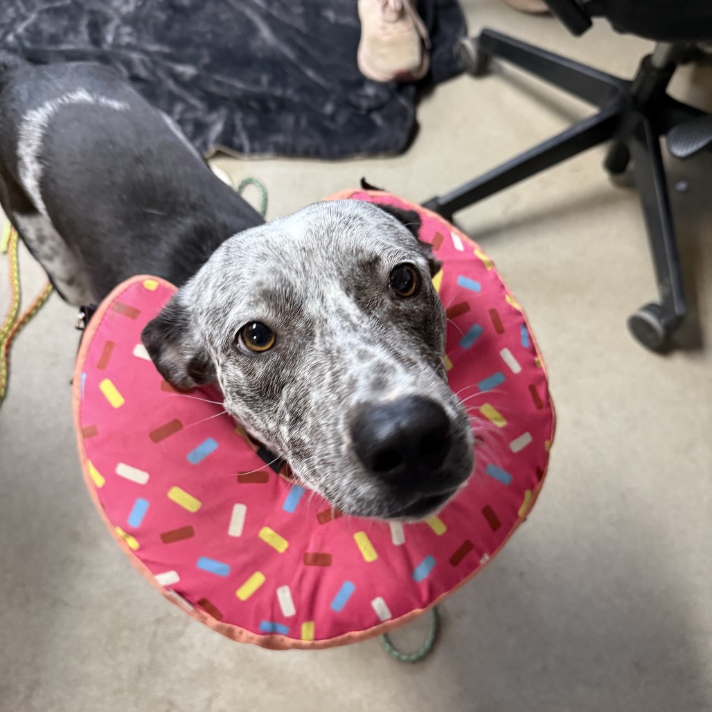 Agarita — thumbnail 5