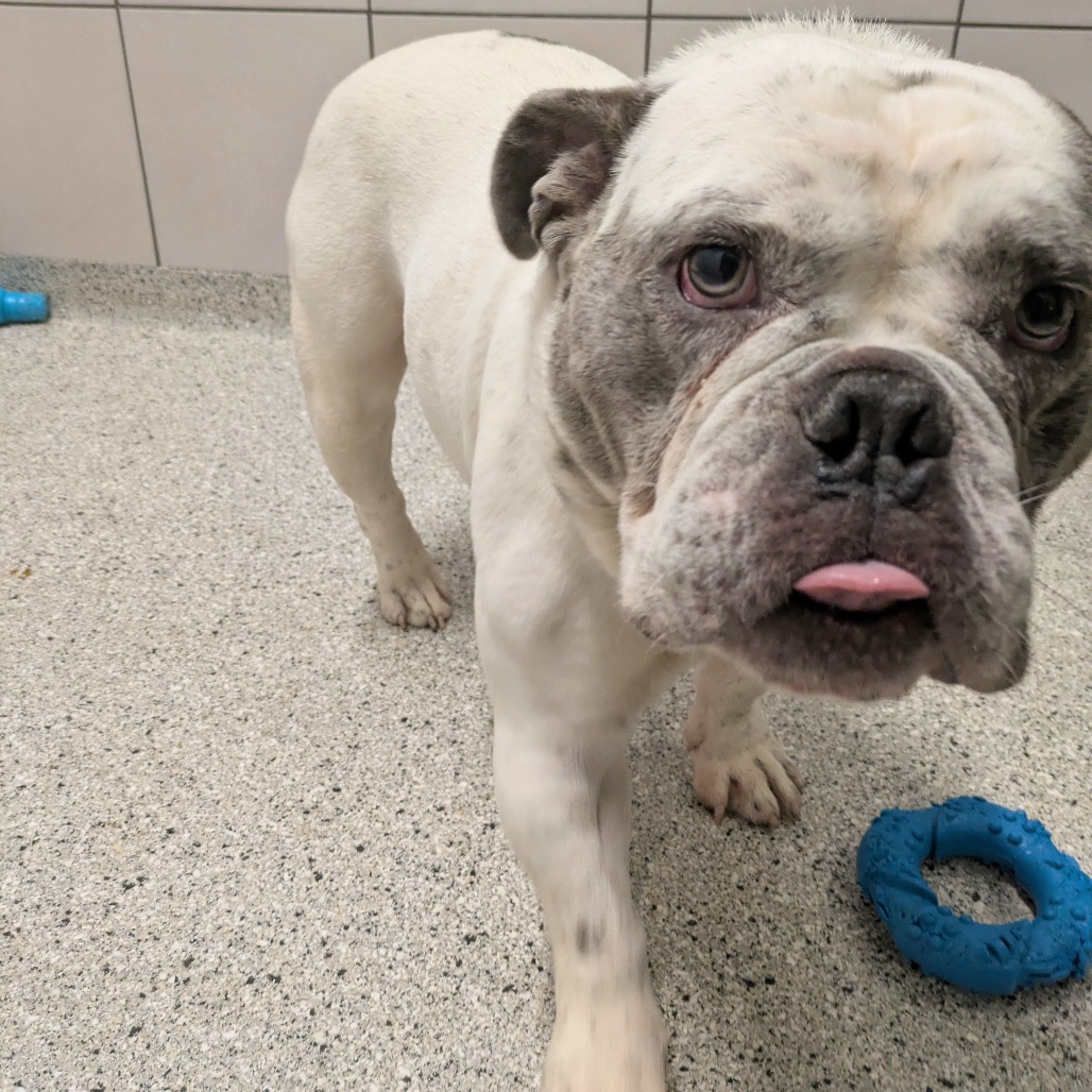 Mr. Snuggles — thumbnail 3