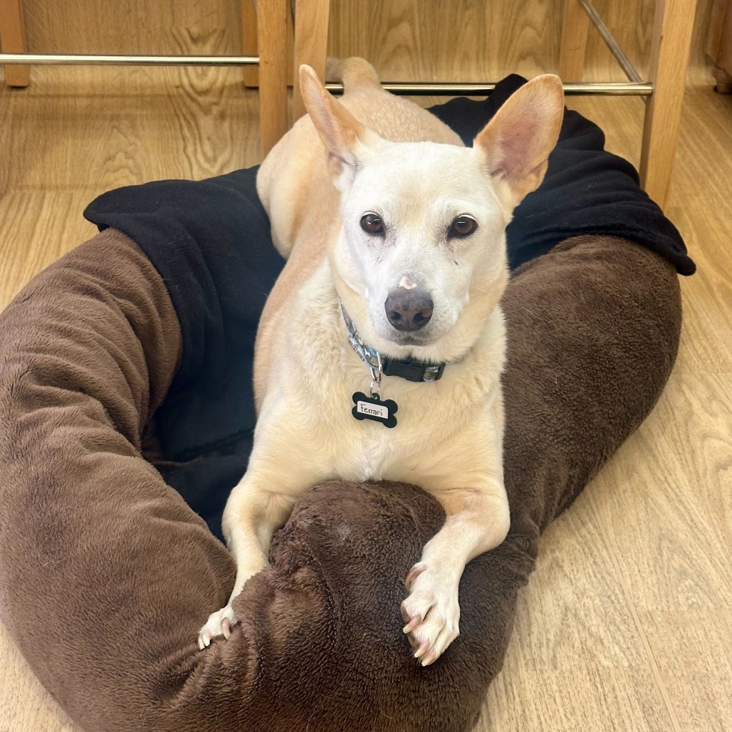 Ferrari 13879 — thumbnail 3