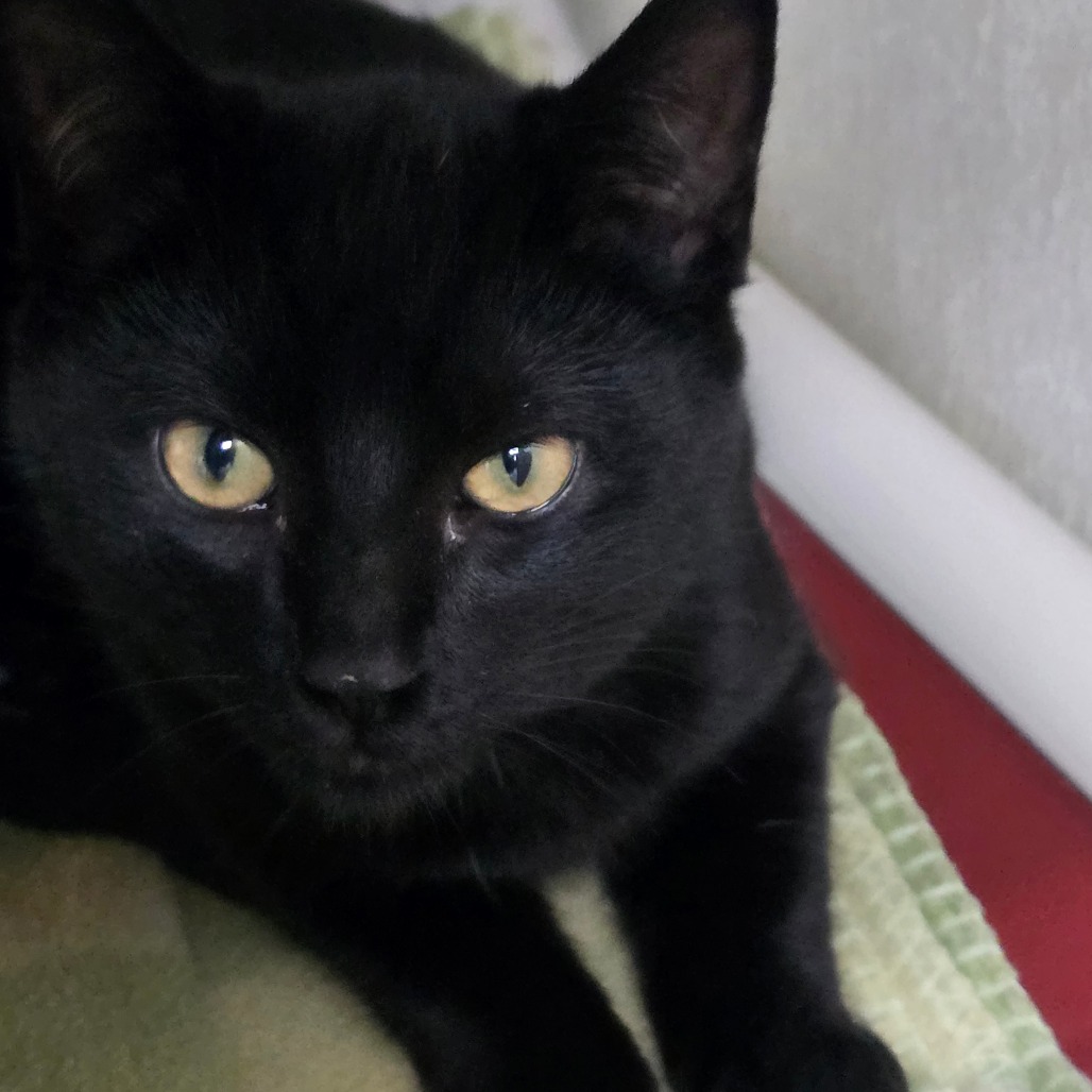 Coal — thumbnail 2