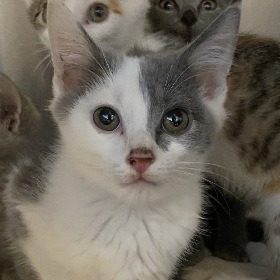 FLASH - Domestic Shorthair available for adoption