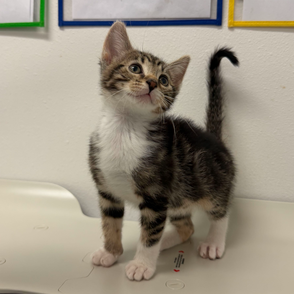 ZEPPELIN Z2 - Domestic Shorthair available for adoption