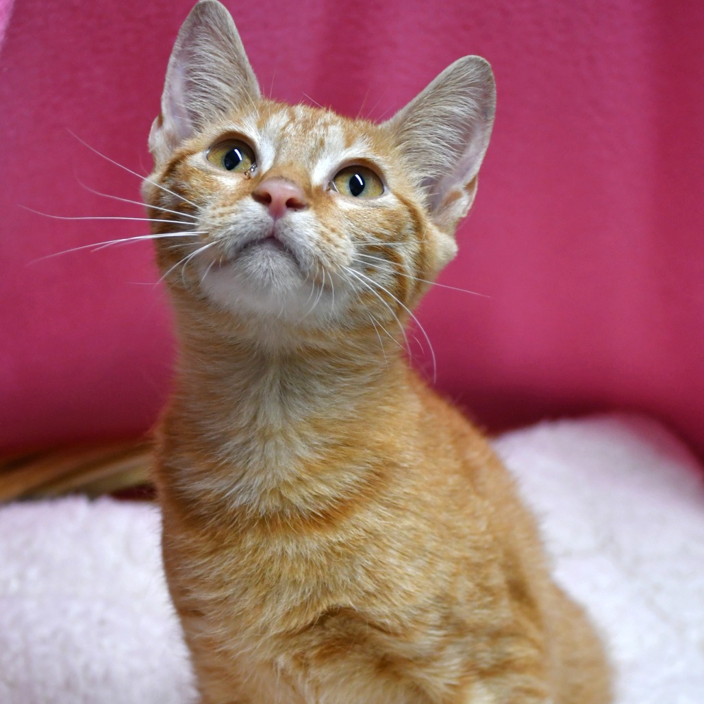 JACKFRUIT - Domestic Shorthair for adoption in Beaumont