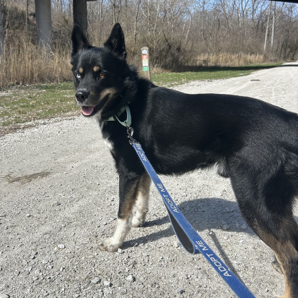 Missouri Rescue Leo is available for adoption at Central Missouri Humane Society