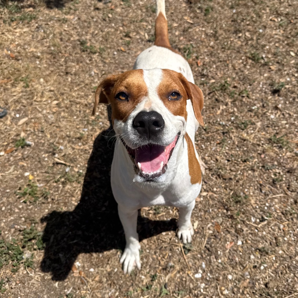 Daisy