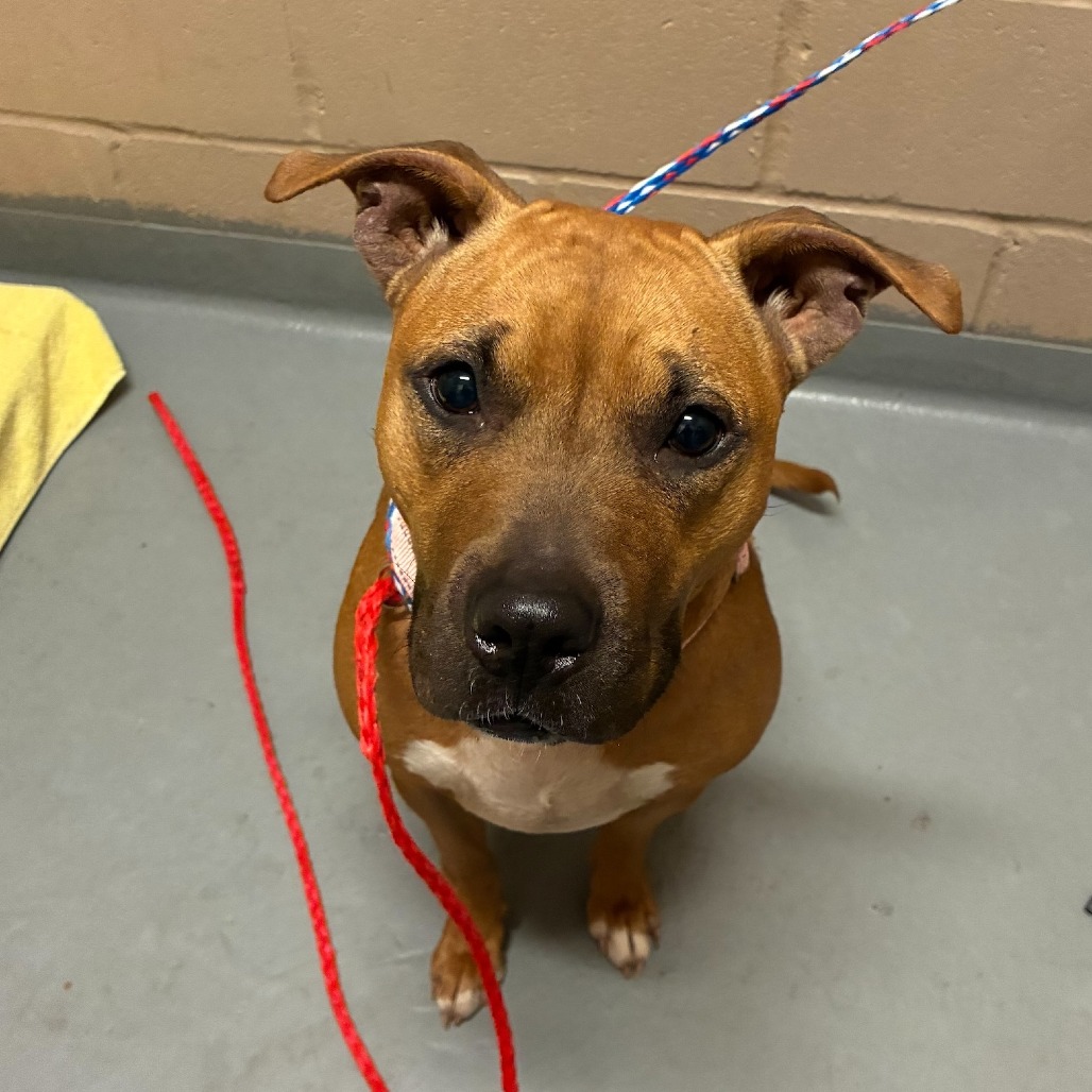 Pit Bull