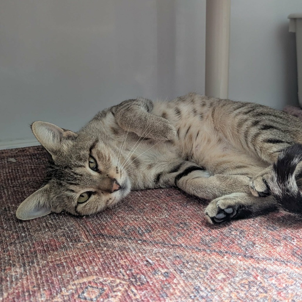 ADRIENNE - Domestic Shorthair available for adoption