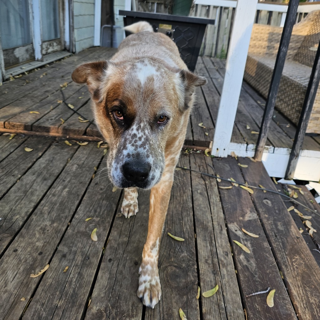Buddy D11099