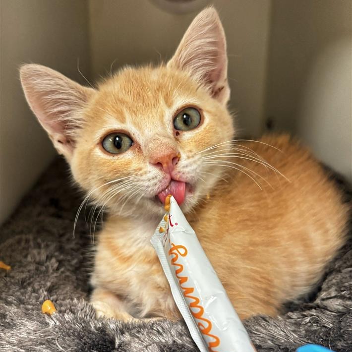 LEANNO - Domestic Medium Hair available for adoption