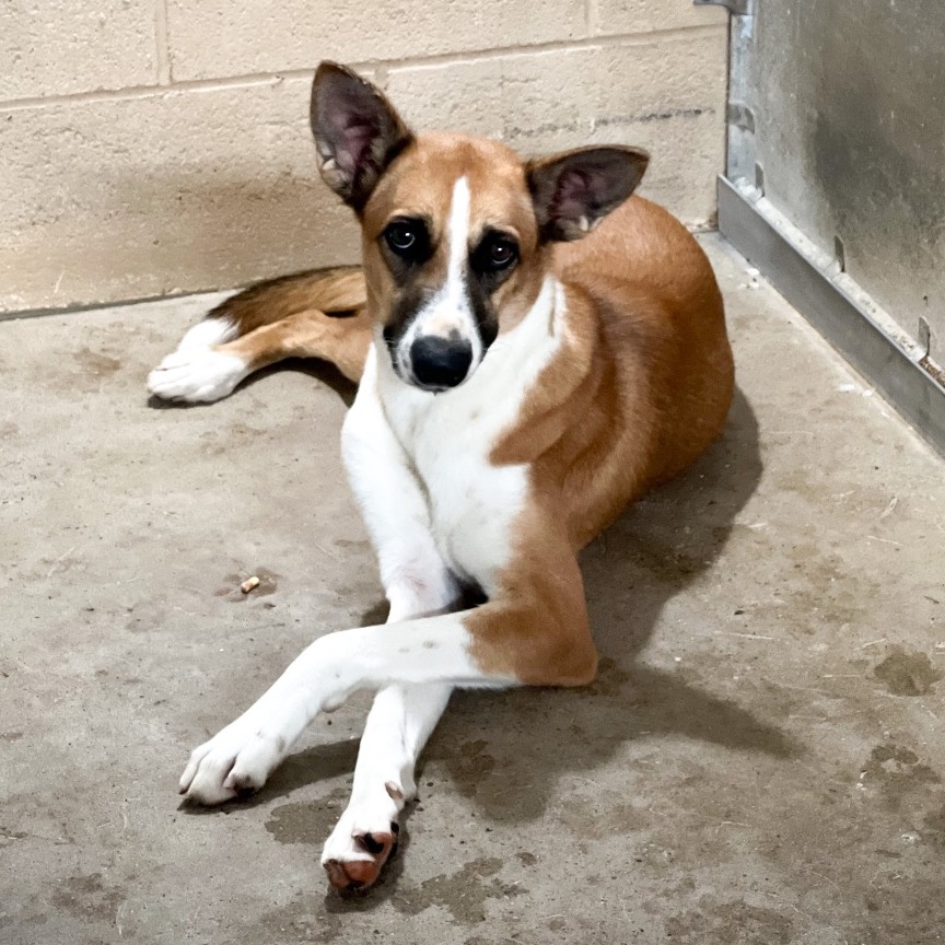 TAFFY - Shepherd available for adoption