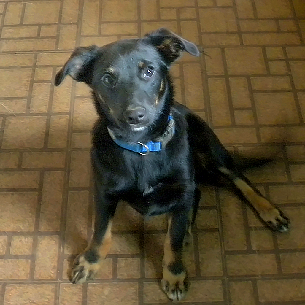 AXEL - Mixed Breed (Medium) available for adoption