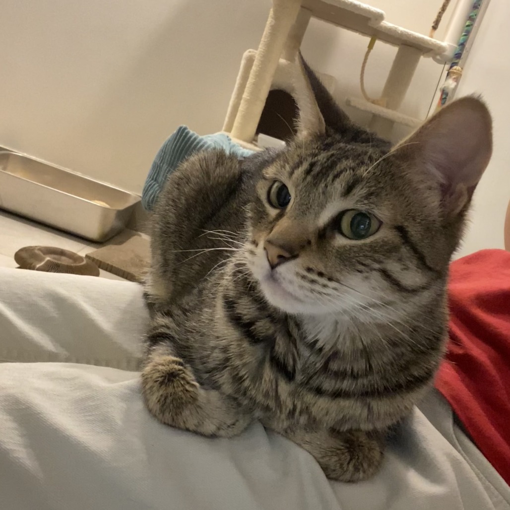 ARROW - Domestic Shorthair available for adoption