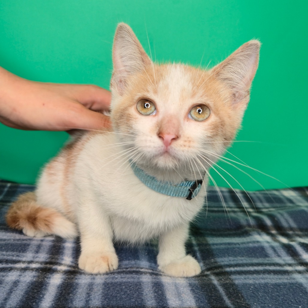 IKE - Domestic Shorthair available for adoption