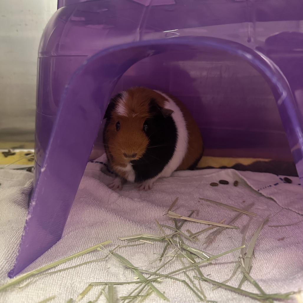 Photo of Hashbrown and Cookie 3
