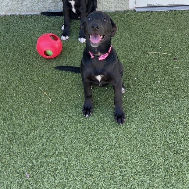 ABBI - Retriever, Labrador / Shepherd, German available for adoption