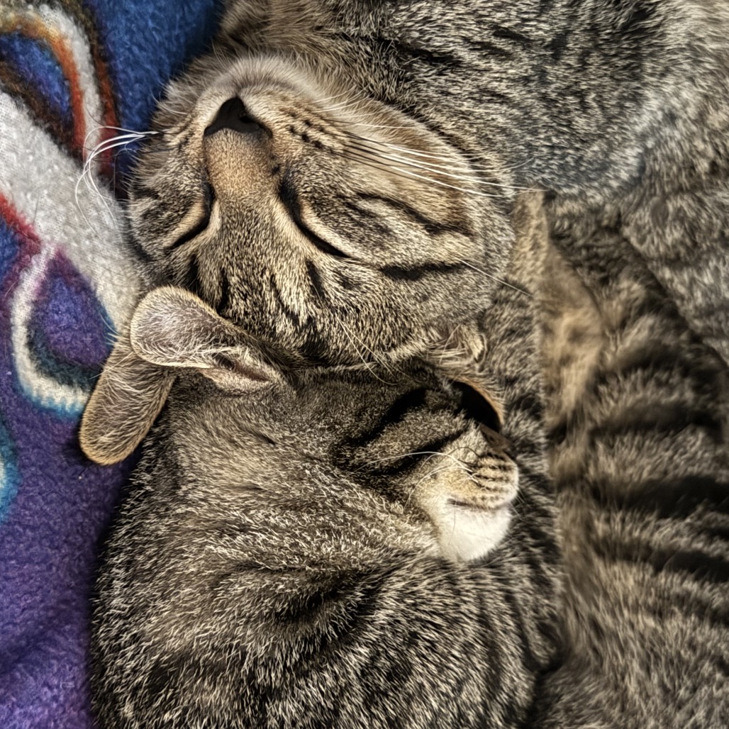 DOLLY AND KENNY - American Shorthair available for adoption