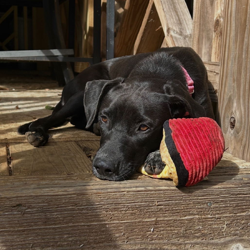 Daisy, photo 2