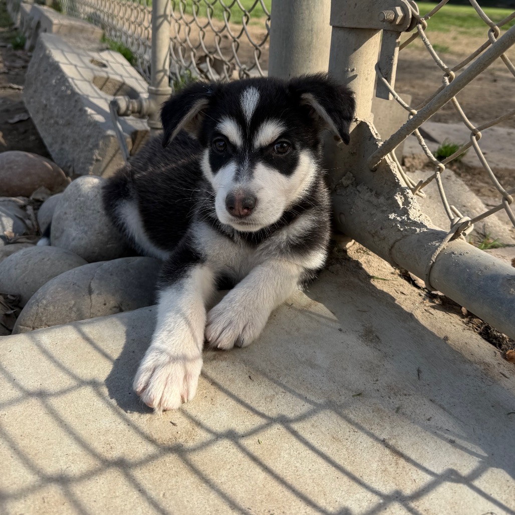 Jasper — thumbnail 4