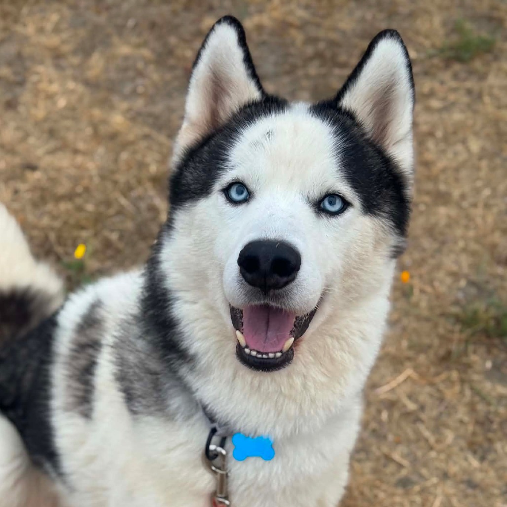 Siberian Husky